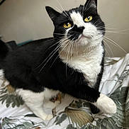 Stevie Nix is registered to the contest to win money with this photo: animal, bed, bedding, black_and_white, cat, closeup, curious, cute, domestic_animal, feline, fur, household, indoor, looking_up, mammal, paw, pet, playful, whiskers, yellow_eyes