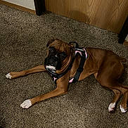 Daisy joined the competition — help win amazing prizes! accessories, animal, bodypart, boxer, bulldog, canine, dog, frenchbulldog, hardwood, hound, indoors, interiordesign, person, pet, pitbull, plywood, puppy, strap, toe, wood