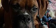 Daisy is registered to the contest to win money with this photo: animal, blanket, boxer, bulldog, canine, dog, face, furniture, head, hound, indoors, person, pet, photography, pitbull, portrait, puppy, quilt, sleeping, snout