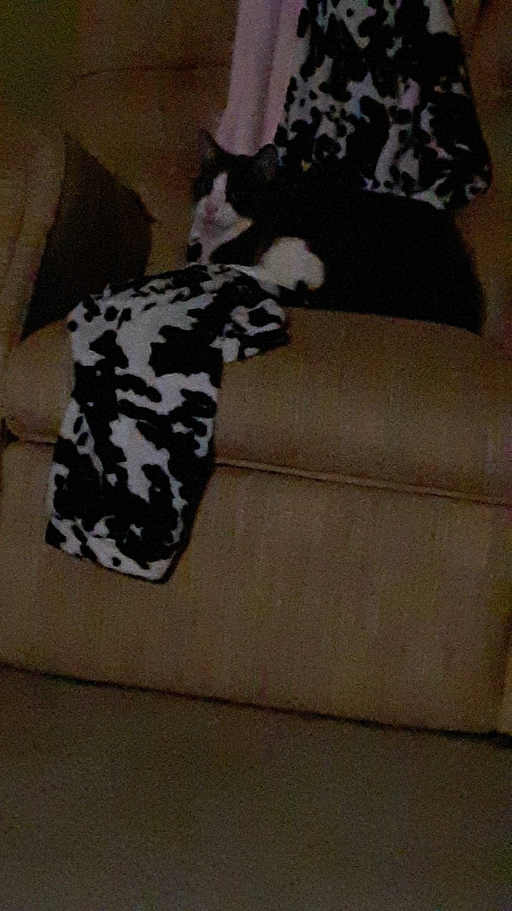 Llama joined the competition — help win amazing prizes! carnivore, cat, comfort, couch, felidae, flooring, fur, furniture, grey, hardwood, human_leg, linens, military_camouflage, pattern, sleeve, small_to_medium_sized_cats, tail, thigh, whiskers, wood