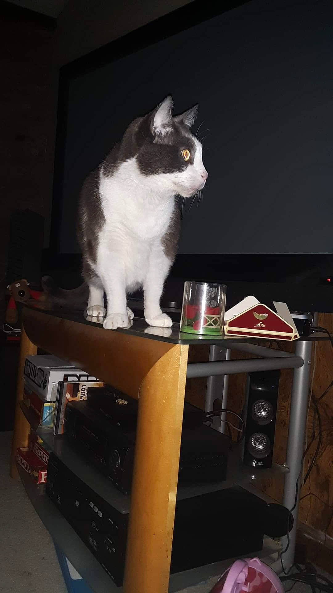 Llama joined the competition — help win amazing prizes! audio_equipment, box, carnivore, cat, computer_desk, desk, domestic_short_haired_cat, electronic_instrument, felidae, fur, gadget, home_appliance, office_equipment, shelving, small_to_medium_sized_cats, table, tableware, tail, whiskers, wood