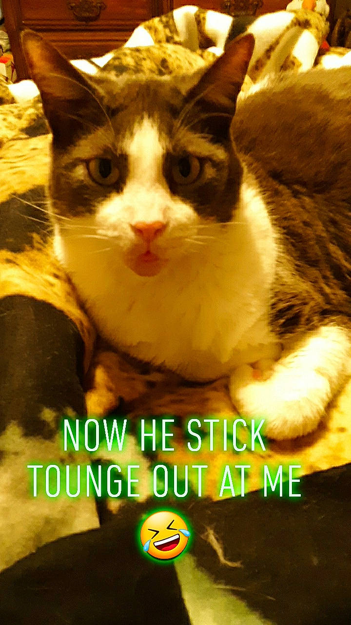 Llama joined the competition — help win amazing prizes! carnivore, cat, domestic_short_haired_cat, felidae, font, fur, green, happy, organism, paw, photo_caption, publication, small_to_medium_sized_cats, tail, whiskers