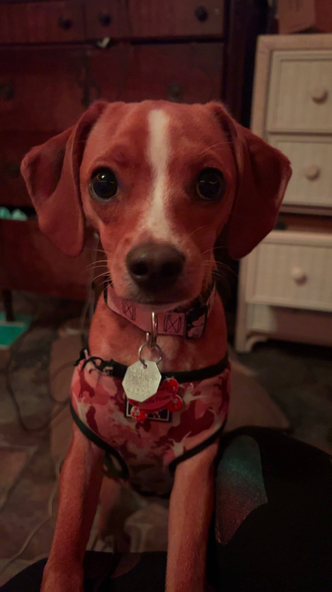 Minnie Mouse joined the competition — help win amazing prizes! cabinetry, canidae, carnivore, chest_of_drawers, collar, companion_dog, cupboard, dog, dog_breed, dog_collar, drawer, fawn, light_switch, liver, pet_supply, snout, sporting_group, wall_plate, whiskers, working_animal