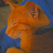 Crush joined the competition — help win amazing prizes! cat, orange_cat, sleeping, cozy, blanket, fur, pet, animal, whiskers, ears, paw, closeup, domestic_cat, resting, cute, feline, indoor, soft, relaxed, nap