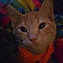 animal, blanket, cat, close_up, colorful, cozy, cute, domestic, ears, face, feline, fur, indoor, orange_tabby, pet, portrait, resting, scarf, sleepy, whiskers