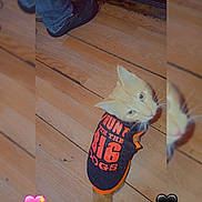 Crush is registered to the contest to win money with this photo: cat, orange_cat, pet_clothing, wooden_floor, person, jeans, shoes, indoor, looking_up, curious, animal, flooring, apparel, black_shoes, casual_wear, heart_emoji, pink_heart, black_heart, floorboards, cute_pet