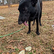 Ebony joined the competition — help win amazing prizes! dog, black_dog, tongue_out, grass, dried_grass, leaves, backyard, trees, hose, standing, paws, ears, mushroom, fungus, suburban, house, fence, sky, pet, outdoor