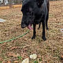 dog, black_dog, tongue_out, grass, dried_grass, leaves, backyard, trees, hose, standing, paws, ears, mushroom, fungus, suburban, house, fence, sky, pet, outdoor