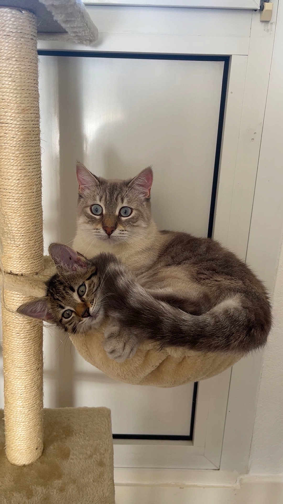 Céleste Nala participe au concours pour gagner de l'argent avec cette photo : cat, cats, feline, pet, indoor, cat_tree, hammock, cozy, snuggling, cute, fur, whiskers, ears, eyes, window, home, resting, playful, curious, animal