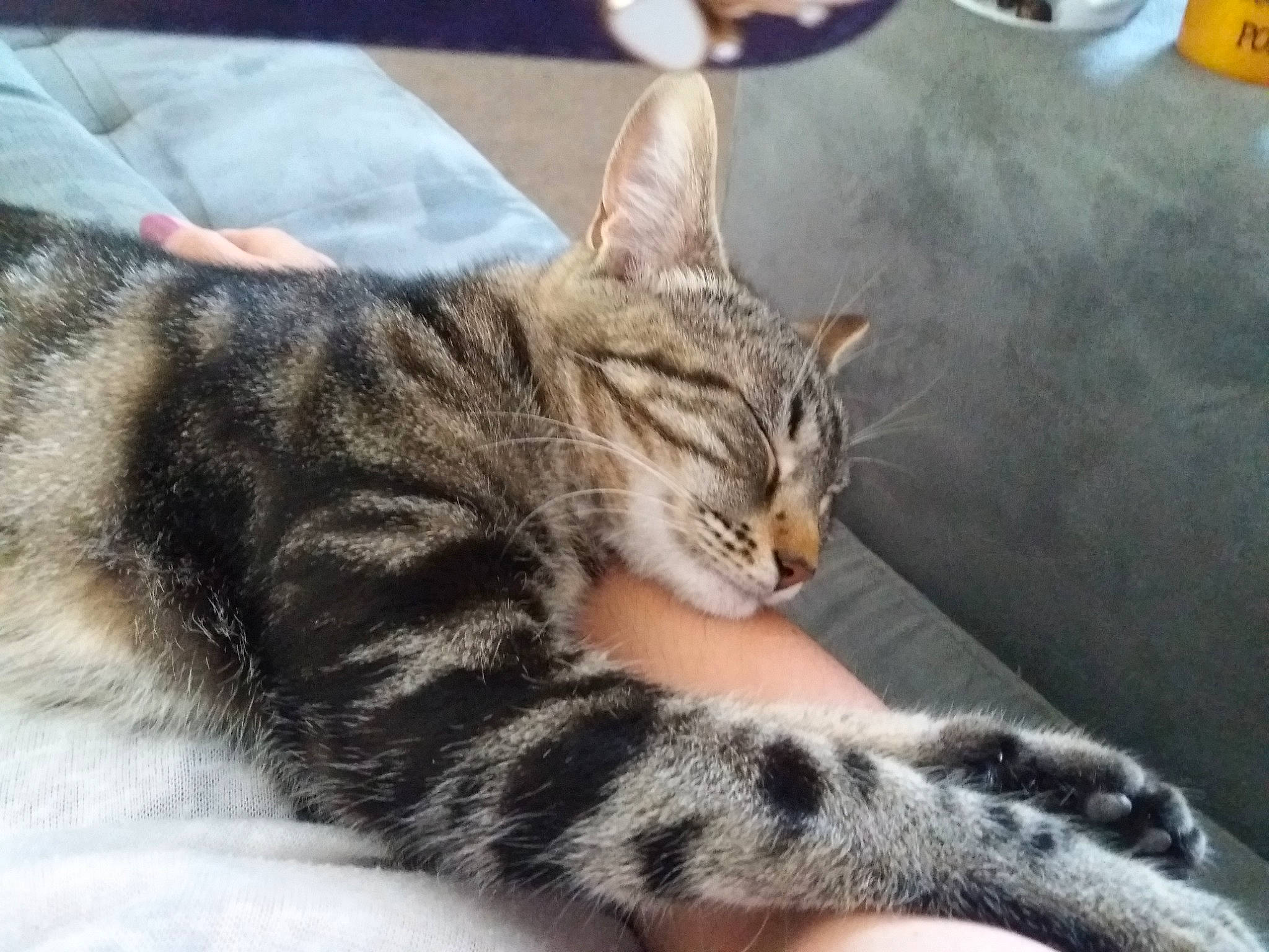 Chipie participe au concours pour gagner de l'argent avec cette photo : aegean_cat, american_shorthair, american_wirehair, asian, australian_mist, california_spangled, carnivore, cat, domestic_short_haired_cat, dragon_li, egyptian_mau, european_shorthair, felidae, kitten, mammal, small_to_medium_sized_cats, snout, tabby_cat, vertebrate, whiskers