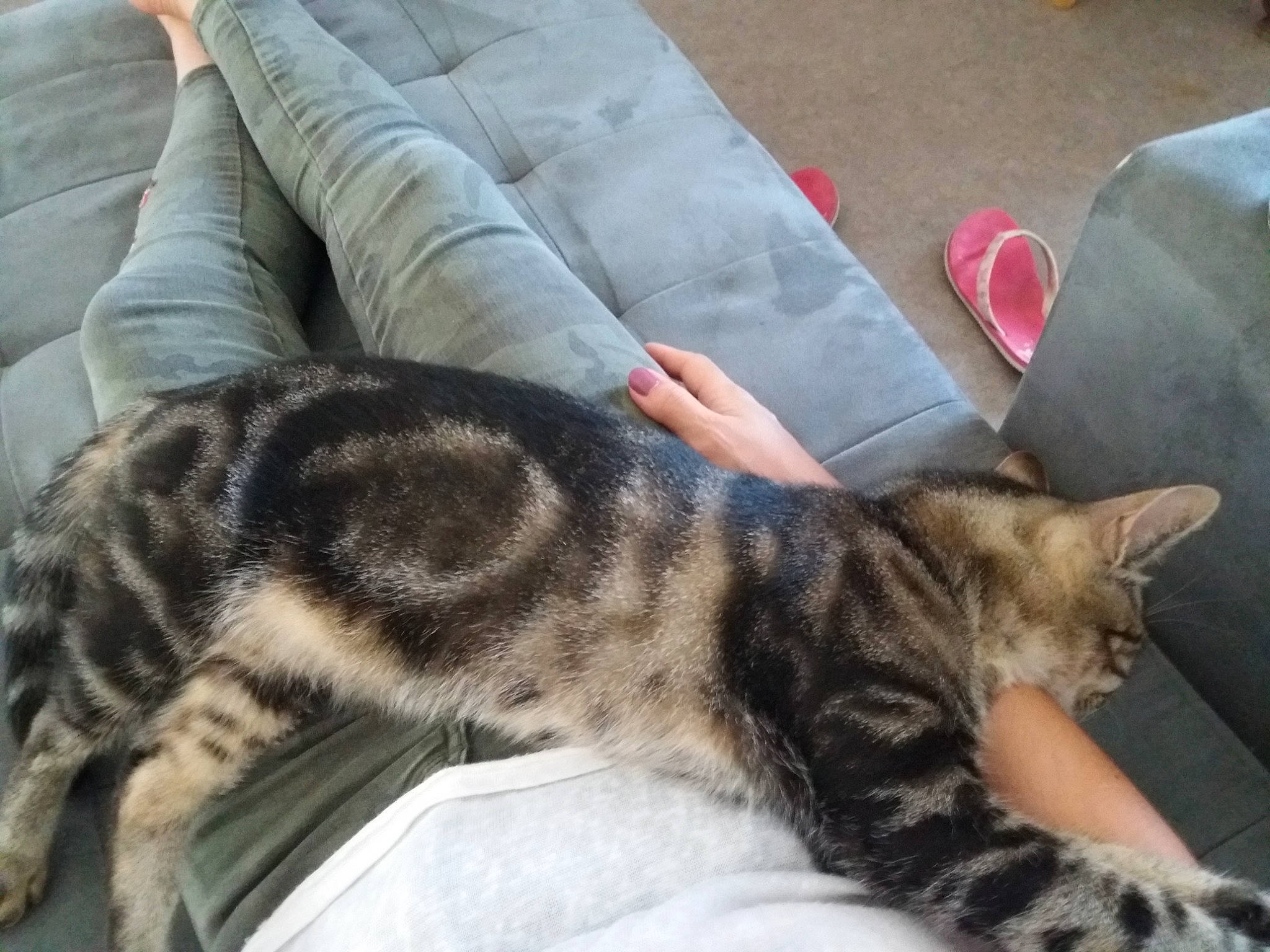 Chipie a rejoint le concours — aidez-le/la à gagner de superbes lots ! american_shorthair, asian, bengal, california_spangled, carnivore, cat, domestic_short_haired_cat, dragon_li, egyptian_mau, european_shorthair, felidae, kitten, mammal, nap, small_to_medium_sized_cats, sokoke, tabby_cat, tail, vertebrate, whiskers