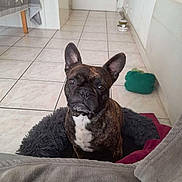 Chacha participe au concours pour gagner de l'argent avec cette photo : blanket, brindle, close_up, cushion, dog, dog_bed, ears, eyes, face, food_bowl, french_bulldog, home_interior, indoor, looking_up, nose, pet, portrait, sitting, tile_floor, toy