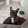 blanket, brindle, close_up, cushion, dog, dog_bed, ears, eyes, face, food_bowl, french_bulldog, home_interior, indoor, looking_up, nose, pet, portrait, sitting, tile_floor, toy