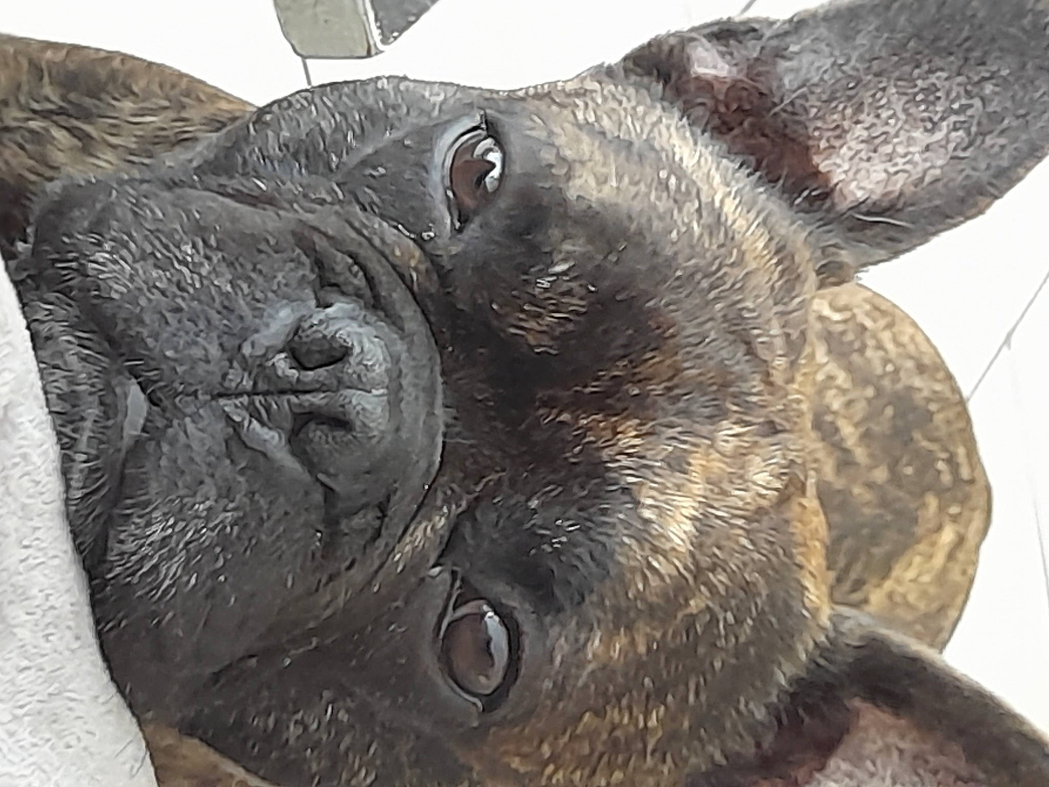 Chacha participe au concours pour gagner de l'argent avec cette photo : ancient_dog_breeds, canidae, carnivore, companion_dog, dog, dog_breed, ear, fawn, fur, liver, molosser, non_sporting_group, photography, pug, snout, terrestrial_animal, whiskers, working_animal, working_dog, wrinkle