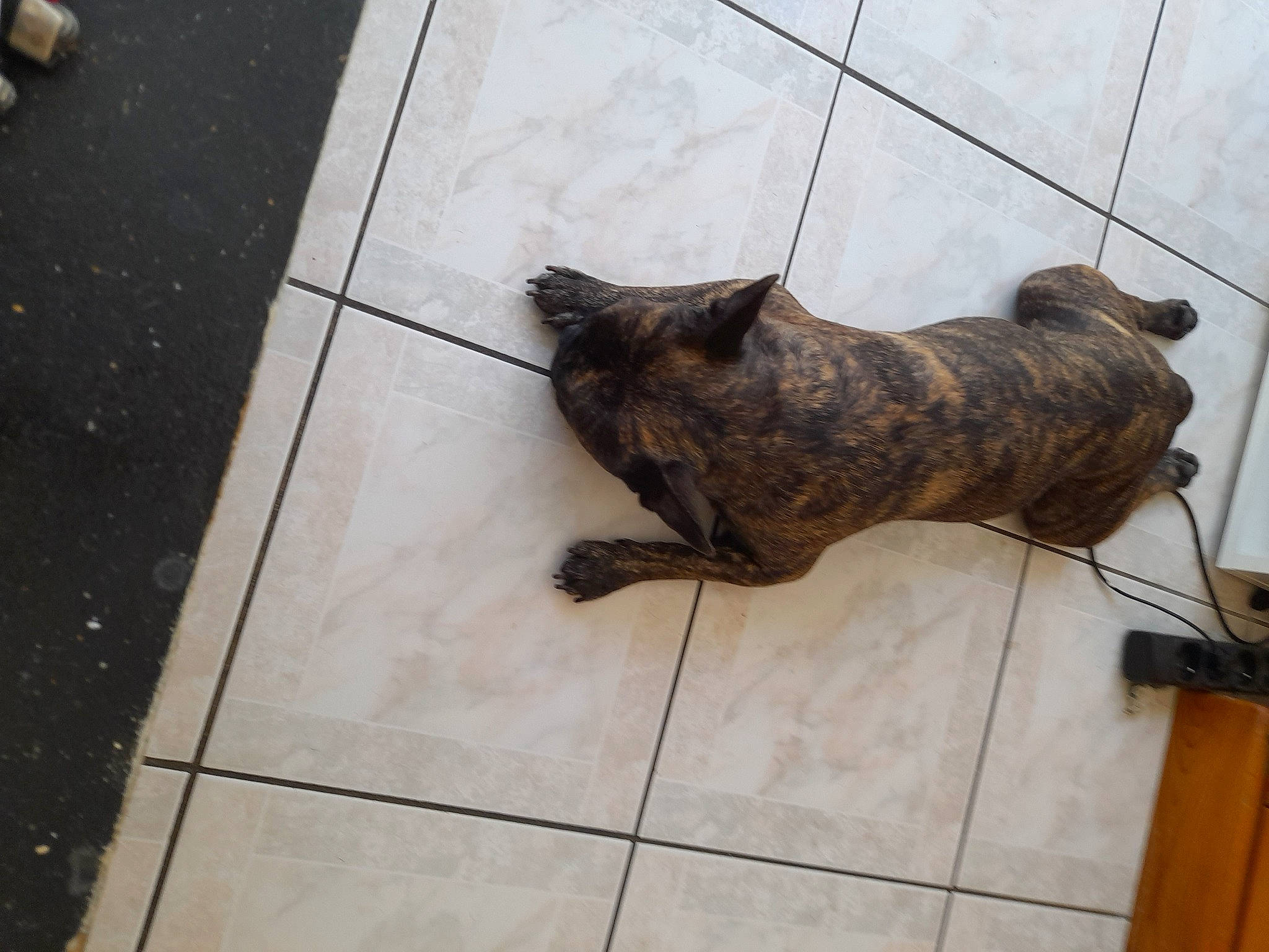 Chacha a rejoint le concours — aidez-le/la à gagner de superbes lots ! brown, canidae, carnivore, cat, dog_breed, domestic_short_haired_cat, fawn, felidae, floor, flooring, fur, hardwood, liver, small_to_medium_sized_cats, snout, tail, terrestrial_animal, tile_flooring, whiskers, wood