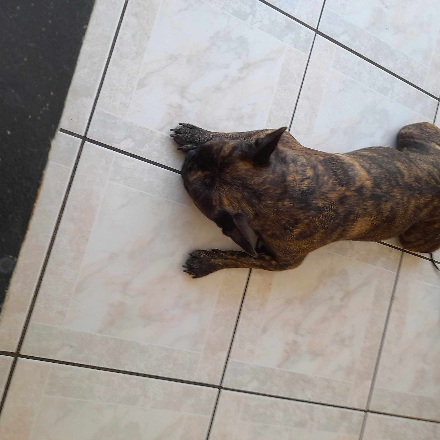 Chacha