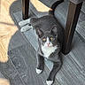 cat, kitten, tuxedo_cat, gray_fur, white_paws, white_chest, yellow_eyes, pink_nose, animal, pet, lying_down, under_chair, wooden_floor, indoor, sunlight, shadows, furniture, portrait, cute, whiskers