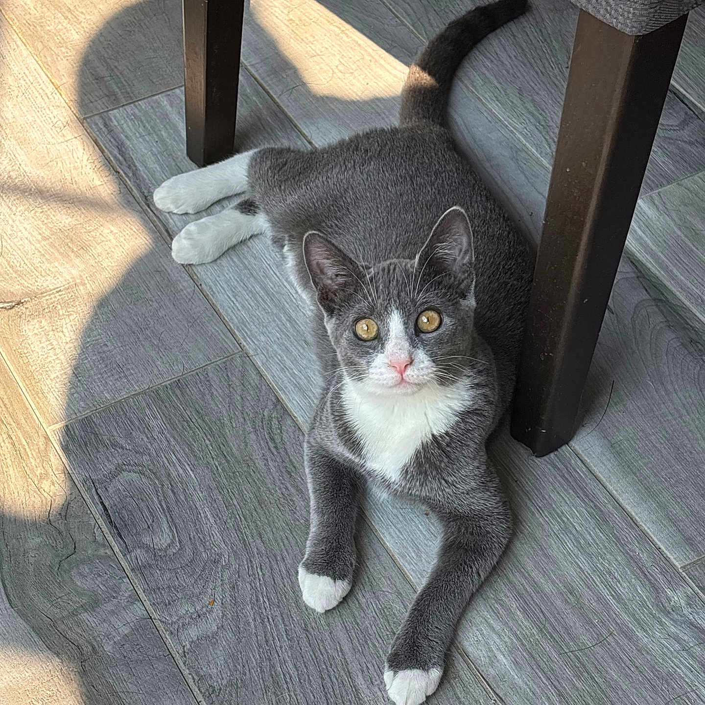 Ivy joined the competition — help win amazing prizes! cat, kitten, tuxedo_cat, gray_fur, white_paws, white_chest, yellow_eyes, pink_nose, animal, pet, lying_down, under_chair, wooden_floor, indoor, sunlight, shadows, furniture, portrait, cute, whiskers