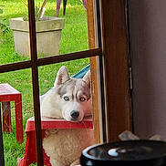 Xena a rejoint le concours — aidez-le/la à gagner de superbes lots ! husky, dog, blue_eyes, window, red_table, plastic_chair, green_grass, garden, outdoor, pet, animal, resting, looking, wooden_frame, daylight, fence, curious, alone, still_life, peaceful