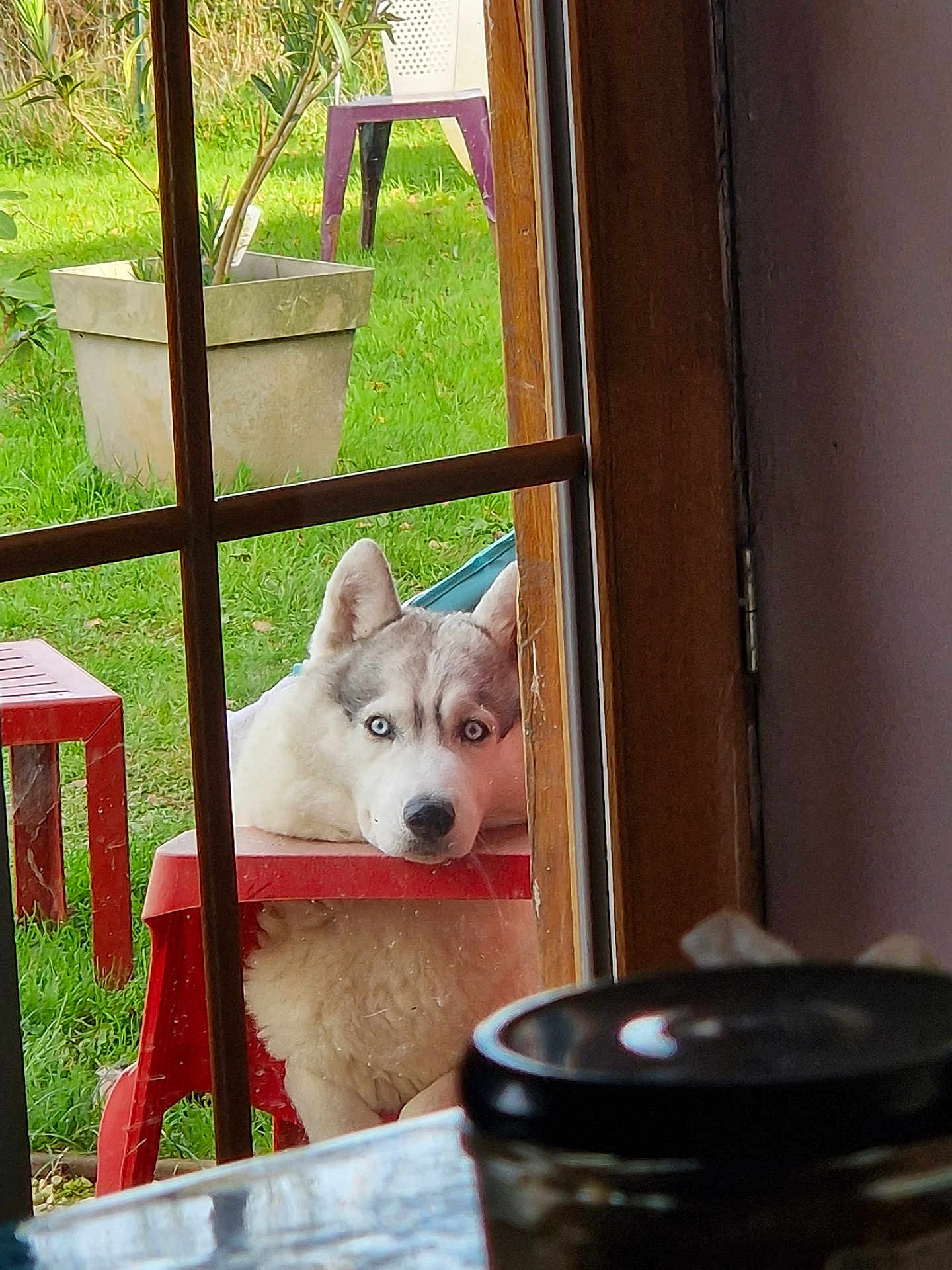Xena a rejoint le concours — aidez-le/la à gagner de superbes lots ! husky, dog, blue_eyes, window, red_table, plastic_chair, green_grass, garden, outdoor, pet, animal, resting, looking, wooden_frame, daylight, fence, curious, alone, still_life, peaceful
