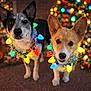 dog, christmas_lights, holiday, festive, fireplace, christmas_tree, decorations, indoor, pets, canine, cute, colorful, celebration, warmth, tinsel, animal, portrait, two_dogs, holiday_season, cozy