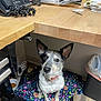 dog, indoor, desk, blanket, office, floor, phone, papers, trash_bin, collar, ears, pet, curious, animal, wooden_surface, colorful, speckled, sitting, looking_up, clutter