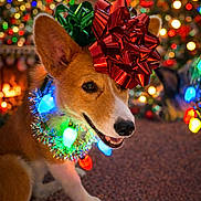 Lottie joined the competition — help win amazing prizes! dog, corgi, christmas, holiday, decorations, christmas_lights, red_bow, festive, pet, indoor, carpet, bokeh, tree, colorful, cute, smiling, celebration, warm_lighting, animal, christmas_tree