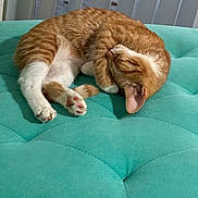 Henry joined the competition — help win amazing prizes! abyssinian, animal, blanket, canine, cat, couch, cushion, dog, furniture, homedecor, indoors, interiordesign, kitten, manx, person, pet, pillow, quilt, sleeping, table