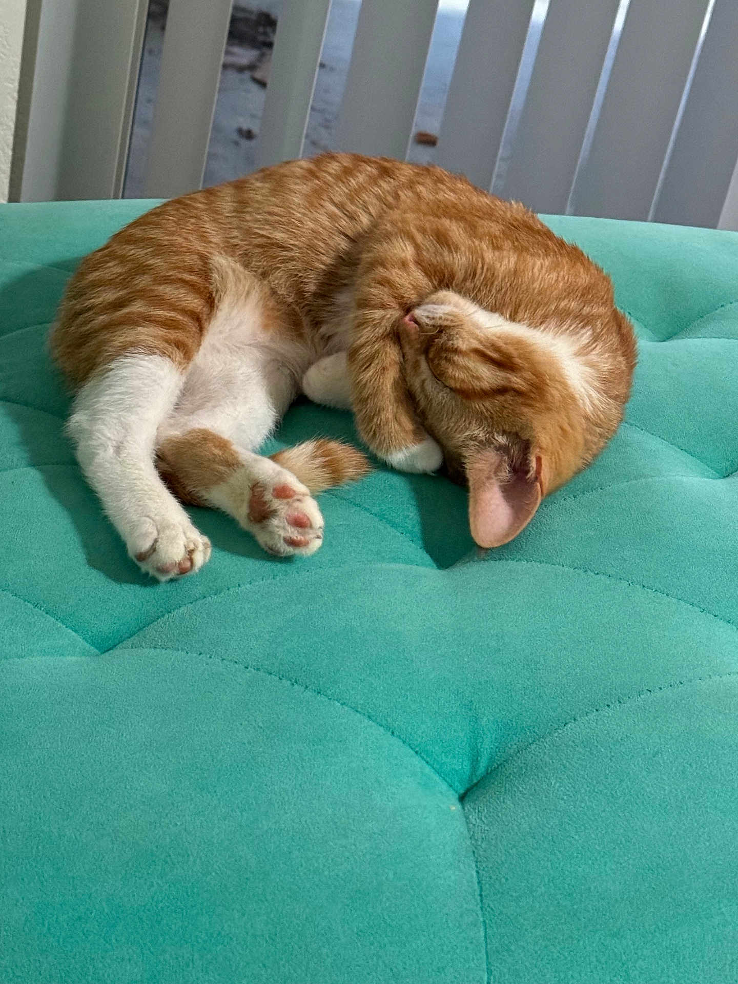 Henry joined the competition — help win amazing prizes! abyssinian, animal, blanket, canine, cat, couch, cushion, dog, furniture, homedecor, indoors, interiordesign, kitten, manx, person, pet, pillow, quilt, sleeping, table