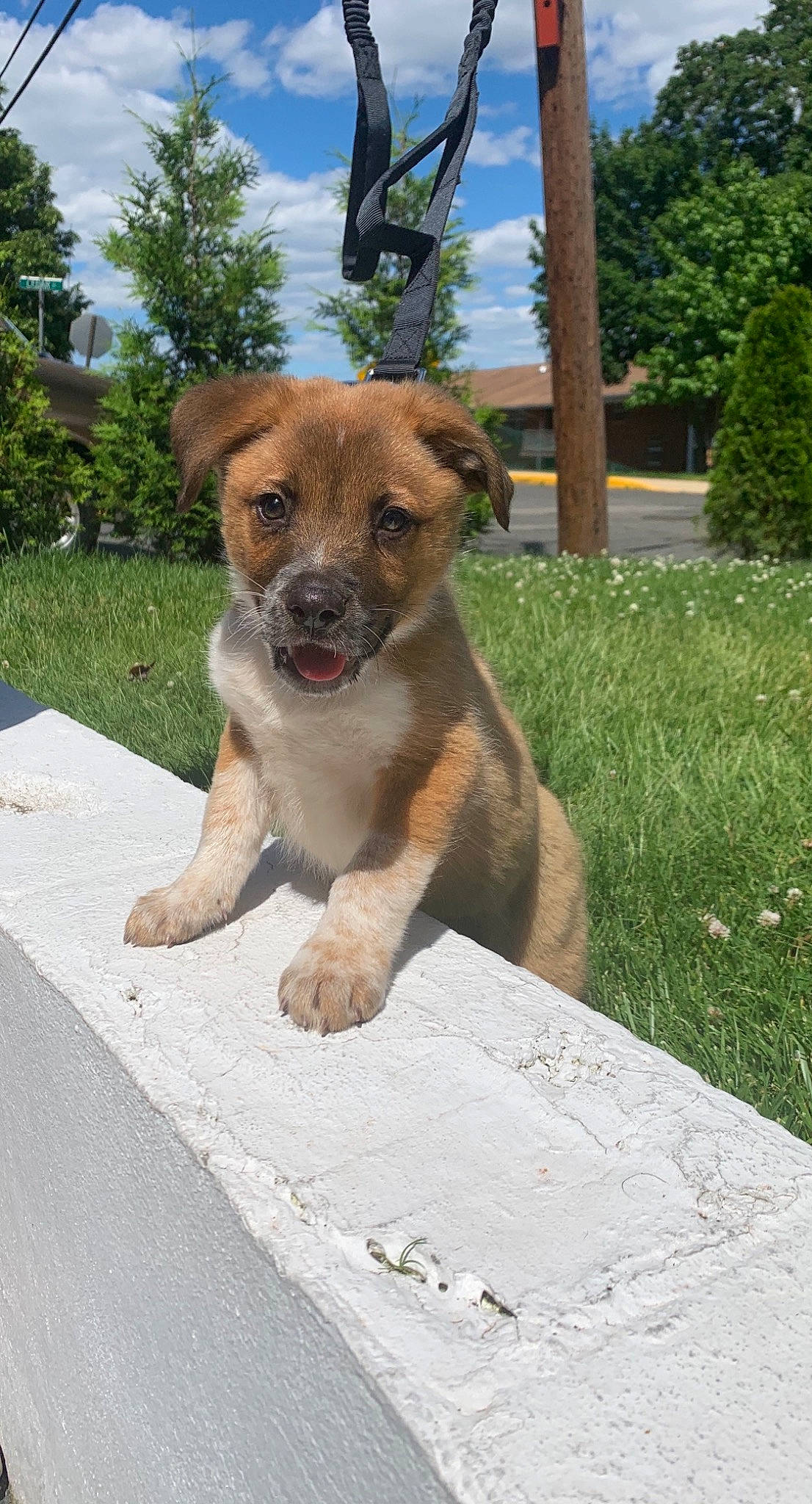 Gunner is registered to the contest to win money with this photo: canidae, carnivore, companion_dog, dog, dog_breed, evergreen, fawn, liver, puppy, snout, sporting_group, street_dog, whiskers, working_animal, working_dog