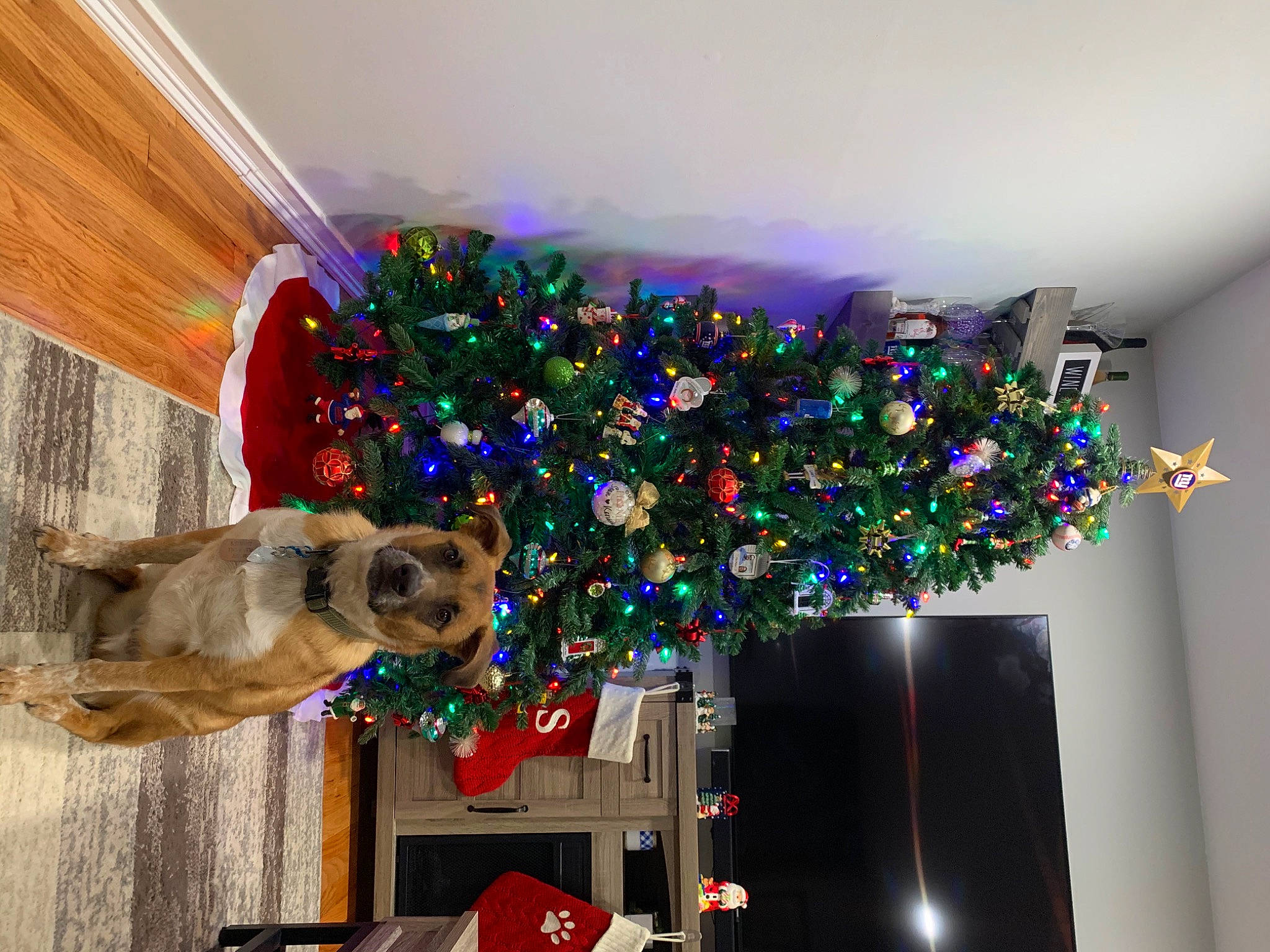 Gunner joined the competition — help win amazing prizes! canidae, carnivore, christmas, christmas_decoration, christmas_eve, christmas_lights, christmas_ornament, christmas_tree, decoration, dog, dog_breed, evergreen, holiday, holiday_ornament, home, interior_design, ornament, pine_family, sporting_group
