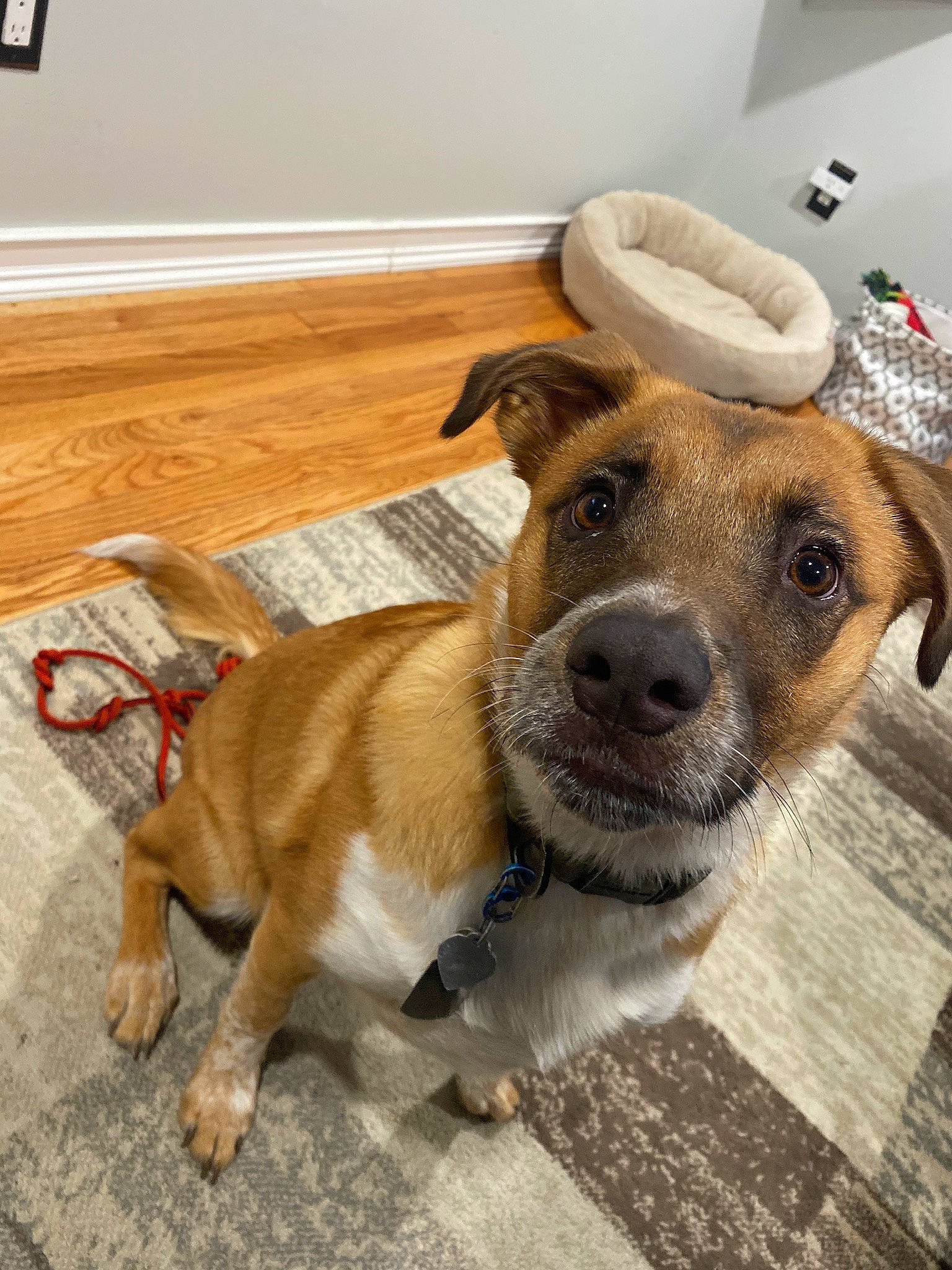 Gunner joined the competition — help win amazing prizes! canidae, carnivore, collar, dog, dog_breed, dog_collar, dog_supply, fawn, floor, flooring, fur, leash, liver, peripheral, pet_supply, snout, sporting_group, tail, whiskers, working_animal