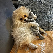 Brioche a rejoint le concours — aidez-le/la à gagner de superbes lots ! dog, puppy, pomeranian, stuffed_toy, blanket, paw_prints, couch, pillow, fluffy, cute, pet, indoor, cozy, soft, lying_down, snuggling, toy, relaxed, fur, small_dog