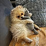 dog, puppy, pomeranian, stuffed_toy, blanket, paw_prints, couch, pillow, fluffy, cute, pet, indoor, cozy, soft, lying_down, snuggling, toy, relaxed, fur, small_dog