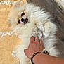 Brioche participe au concours pour gagner de l'argent avec cette photo : dog, puppy, pomeranian, fluffy, playing, hand, ring, bracelet, towel, floor, indoor, pet, cute, fur, animal, small_dog, happy, lying_down, paw, tongue