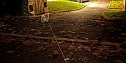 Brioche a rejoint le concours — aidez-le/la à gagner de superbes lots ! dog, leash, night, street, car, shed, tree, leaf, autumn, sidewalk, parked_car, lamp_post, grass, building, dark, outdoor, residential_area, pavement, fence, small_dog