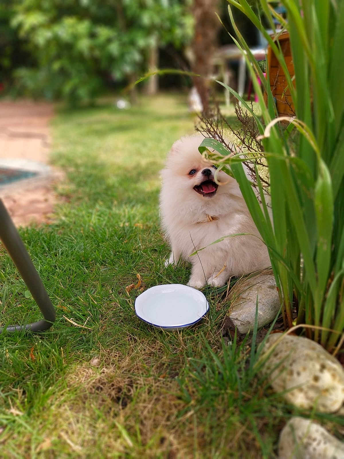 Brioche participe au concours pour gagner de l'argent avec cette photo : dog, pomeranian, grass, outdoor, bowl, plant, happy, pet, small_dog, garden, nature, fur, animal, cute, smiling, greenery, rocks, daylight, playful, canine
