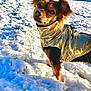 Hope participe au concours pour gagner de l'argent avec cette photo : animal, backyard, canine, cold, cute, daylight, dog, fur, gold_jacket, grass, house, nature, outdoor, pet, small_dog, snow, sunlight, tree, warm_clothing, winter