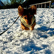 Hope participe au concours pour gagner de l'argent avec cette photo : adventure, animal, blue_sky, cold, daytime, dog, ears, furry, grass, jacket, leash, nature, outdoor, pet, playful, running, small_dog, snow, sunny, winter