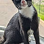cat, kitten, tuxedo_cat, black_and_white, pet, animal, sitting, dashboard, window, outdoor, greenery, road, curious, whiskers, ears, feline, young, cute, paws, portrait
