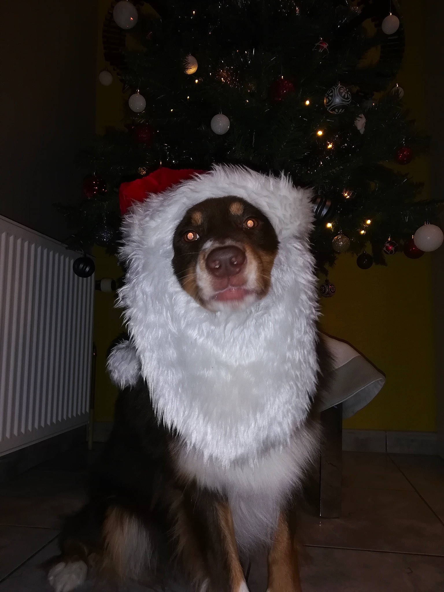 Rasko a rejoint le concours — aidez-le/la à gagner de superbes lots ! animal_product, bernese_mountain_dog, canidae, carnivore, christmas, christmas_decoration, christmas_eve, christmas_ornament, christmas_tree, companion_dog, dog, dog_breed, fur, herding_dog, natural_material, snout, sporting_group, tongue, whiskers, working_animal