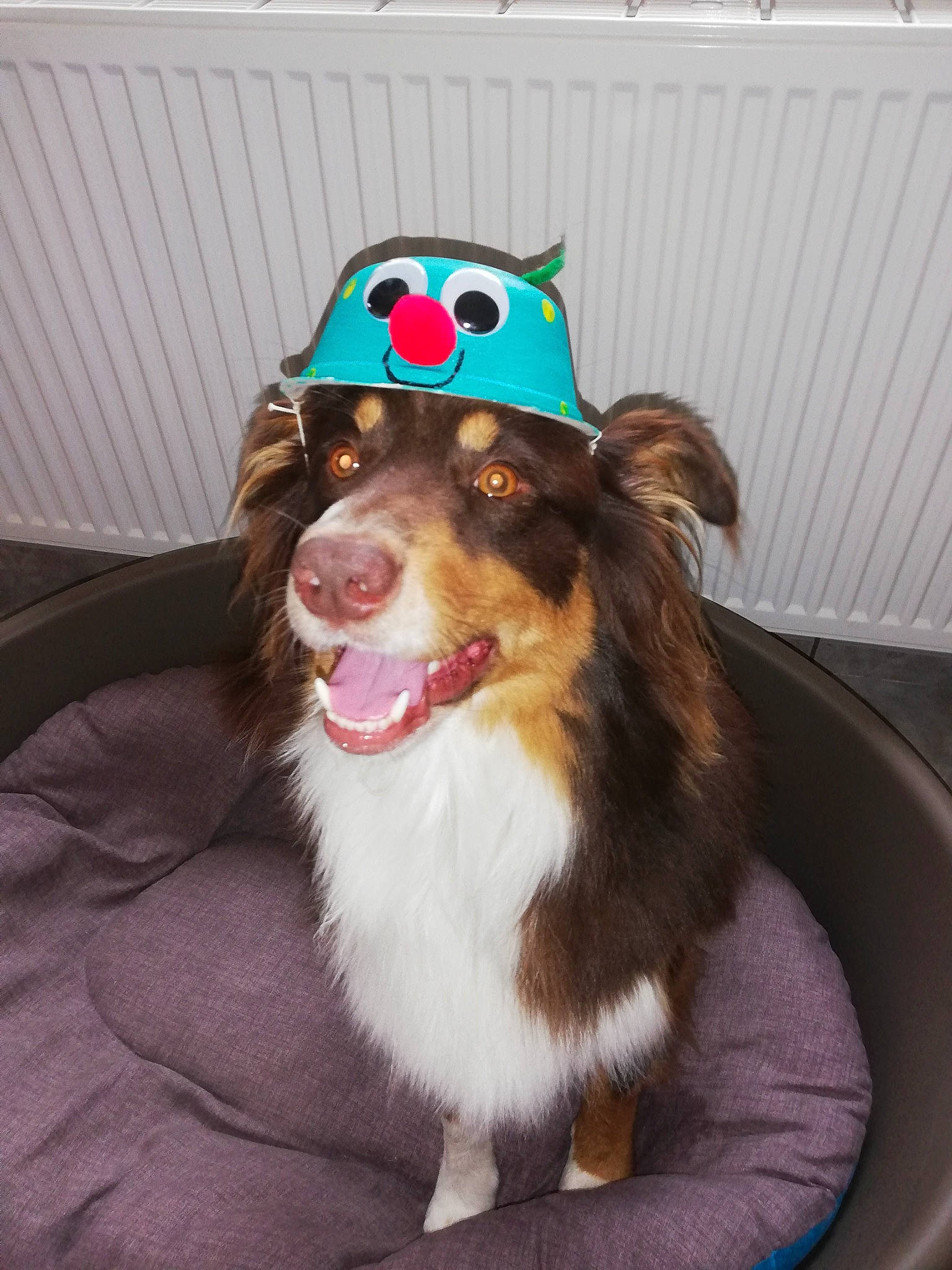 Rasko participe au concours pour gagner de l'argent avec cette photo : border_collie, canidae, carnivore, collar, companion_dog, dog, dog_breed, dog_supply, fur, herding_dog, liver, party_hat, pet_supply, shetland_sheepdog, snout, sporting_group, tongue, tooth, whiskers, working_animal