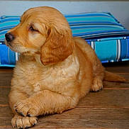 Sam is registered to the contest to win money with this photo: puppy, golden_retriever, dog, pet, animal, fur, cute, indoor, floor, wooden_floor, cushion, blue, striped, resting, young, canine, domestic, portrait, fluffy, side_view