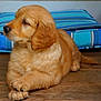 puppy, golden_retriever, dog, pet, animal, fur, cute, indoor, floor, wooden_floor, cushion, blue, striped, resting, young, canine, domestic, portrait, fluffy, side_view