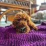 puppy, dog, brown, curly_fur, blanket, purple, knitted, indoor, cozy, wicker_table, floor, collar, pet, cute, small_dog, relaxed, fur, animal, home, natural_light