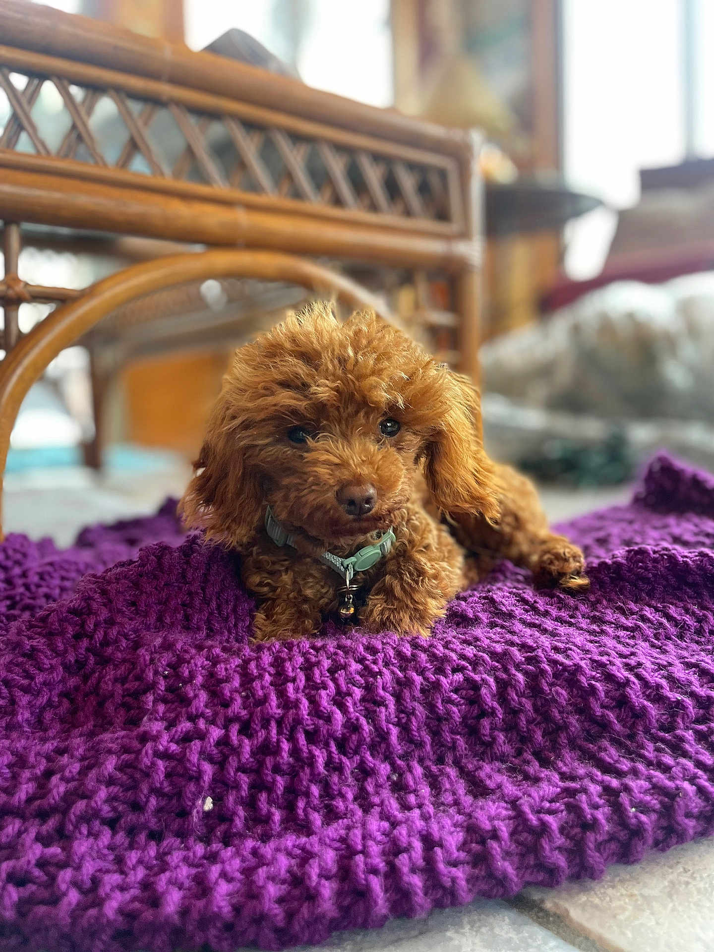 Mochi joined the competition — help win amazing prizes! puppy, dog, brown, curly_fur, blanket, purple, knitted, indoor, cozy, wicker_table, floor, collar, pet, cute, small_dog, relaxed, fur, animal, home, natural_light