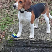 Valko a rejoint le concours — aidez-le/la à gagner de superbes lots ! alert, animal, beagle, black, brown, canine, collar, dog, fur, grass, leaves, nature, outdoor, paw, pet, play, standing, stone, toy, white