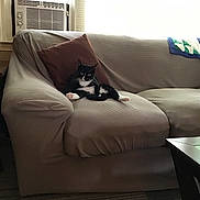 Lulu is registered to the contest to win money with this photo: cat, tuxedo_cat, couch, pillow, living_room, window, air_conditioner, quilt, furniture, indoor, relaxed, pet, home, cozy, carpet, table, curious, animal, resting, domestic
