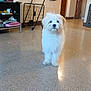 Rita joined the competition — help win amazing prizes! dog, white, fluffy, indoor, floor, broom, dustpan, cart, door, wall, furniture, household, pet, curious, standing, tile_floor, room, cleaning_tools, domestic, animal