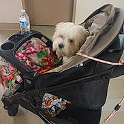 Rita joined the competition — help win amazing prizes! dog, stroller, blanket, water_bottle, indoor, pet, wheel, fabric, handle, floor, animal, cozy, transport, fur, white, toy, leash, seat, comfort, small